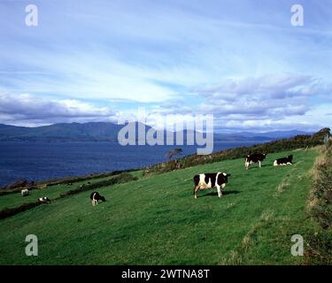 Ireland. County Cork. Bantry Bay. Holstein Friesian cows in field. Stock Photo