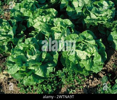 United Kingdom. England. Agriculture. Close up of Butterhead Lettuce growing. Stock Photo