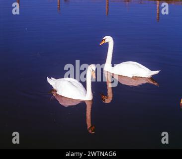 England. Somerset. Water birds. Swans on the River Tone. Stock Photo