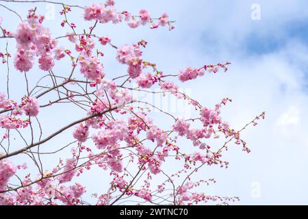 cherry blossom in spring time with blue sky and cloud background Stock Photo