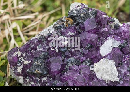 Vibrant purple fluorite crystals interlaced with contrasting minerals on matrix Stock Photo