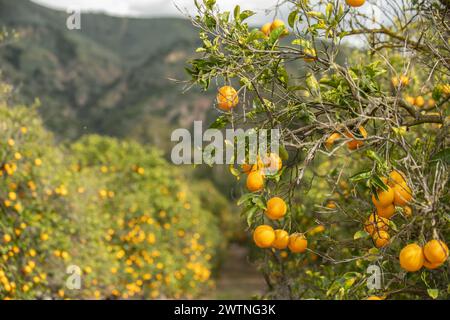 Ripe citrus oranges growing on the branches of the trees look ready for harvesting. Stock Photo
