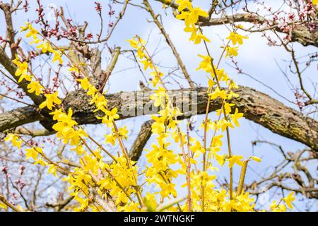 Genari or Korean Golden Bell, Forsythia koreana after rain. Early Spring Stock Photo