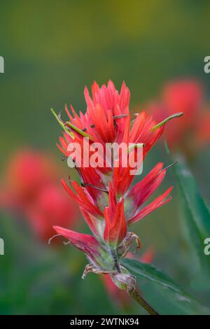 Indian Paintbrush on Hurricane Hill in  Olympic National Park, Washington, USA. Stock Photo