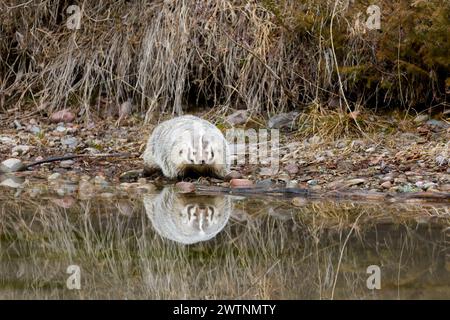 American badger Taxidea taxus, adult standing at water's edge with reflection, Montana, USA, March Stock Photo