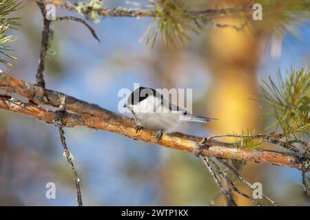 A chickadee sits on a pine branch. Blurred background with sky and branches. Stock Photo