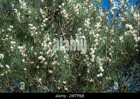 Bushy Needlewood or Silky Hakea (Hakea Sericea) is usually a straggly bush. This one had grown into a small tree - covered in white flowers. Stock Photo