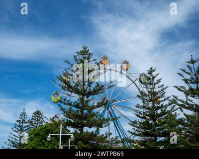 Ferris Wheel behind Norfolk Pine Trees at the coastal town of The Entrance NSW Australia Stock Photo