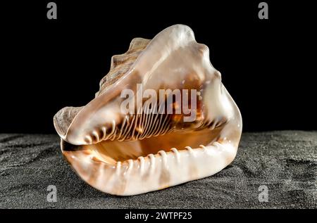 Caribbean King Helmet sea snail shell Cassis Tuberosa on a black sand background Stock Photo