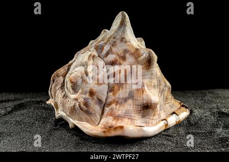 Caribbean King Helmet sea snail shell Cassis Tuberosa on a black sand background Stock Photo