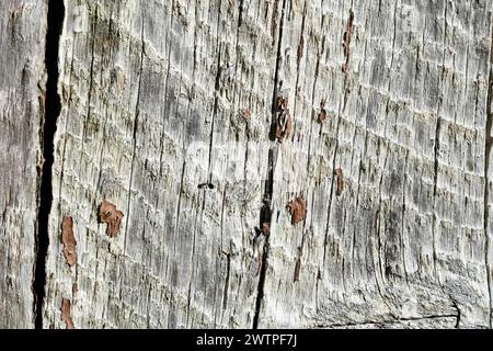Grey old wood plank Stock Photo