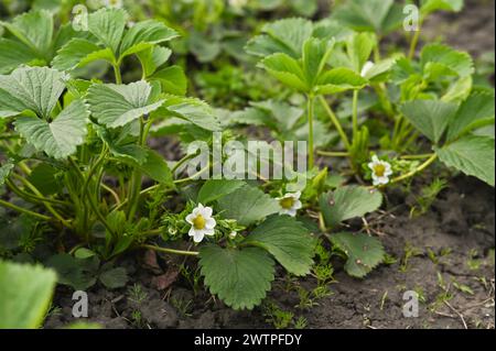 flowering strawberry bushes in the garden Stock Photo