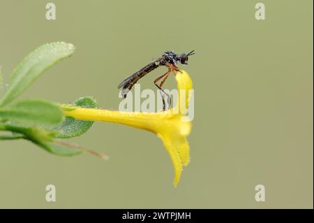 Dainty hawk fly (Dioctria bicincta) on a flower of shrubby jasmine (Chrysojasminum fruticans, Jasminum fruticans), Provence, Southern France Stock Photo