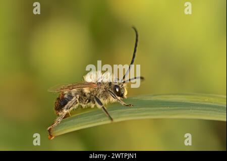 Long-horned bee (Eucera spec.), male, Provence, southern France Stock Photo