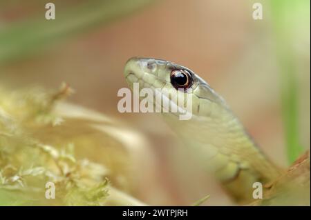 Eastern garter snake or Eastern striped garter snake (Thamnophis saurita), captive, occurrence in North America Stock Photo