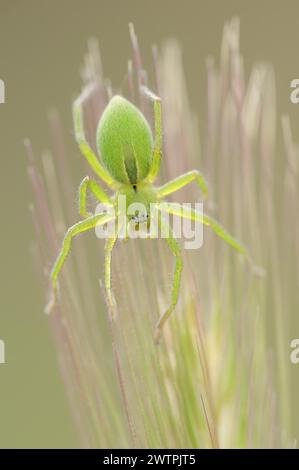 Green huntsman spider (Micrommata virescens), female, Provence, southern France Stock Photo