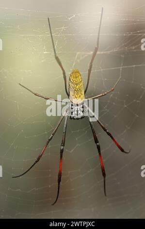 Silk spider (Nephila spec.) in web, captive, North Rhine-Westphalia, Germany Stock Photo