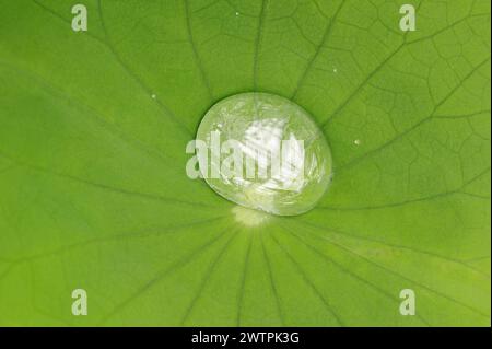 Indian lotus flower (Nelumbo nucifera, Nelumbium speciosum), leaf with water droplets, ornamental plant, North Rhine-Westphalia, Germany, Europe Stock Photo