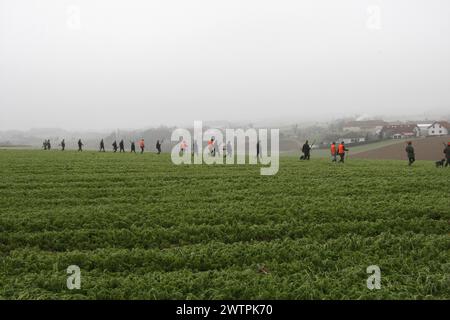 Hunters and hunting assistants, so-called beaters, walk in a line across a field on the occasion of a hunt for brown hares (Lepus europaeus) Lower Stock Photo