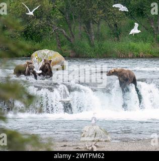 Brown bears salmon fishing on top of Brooks Falls. Birds flying around. Katmai National Park. Alaska. USA. Stock Photo