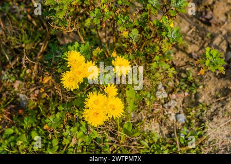 Blooming yellow wildflowers among green foliage on the ground, in Daejeon, South Korea Stock Photo