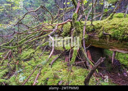 Fallen moss covered tree in an old growth forest Stock Photo
