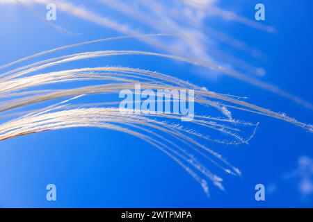 Feather grass (Stipa pennata) sways in the wind against a blue sunny sky Stock Photo
