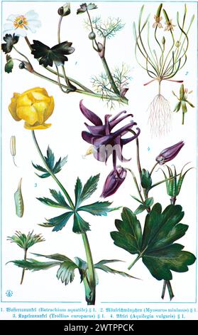 Botany, water ranunculus above common water crowfoot (Batrachium aquatile), mousetail (Myosurus minimus), globe ranunculus or troll flower (Trollius e Stock Photo
