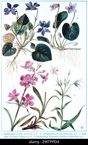 Botany, wood violet (Viola sivestris), marsh violet (Viola palustris), common pitch carnation (Viscaria vulgaris), large-flowered chickweed (Stellaria Stock Photo