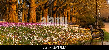 A massive carpet of colorful crocuses blooming in a row of plane trees in the beautiful morning light Stock Photo