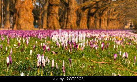 A massive carpet of colorful crocuses blooming in a row of plane trees in the beautiful morning light Stock Photo