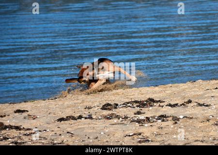 A large red and black dog kicks up sand from the beach when he plays with a ball Stock Photo