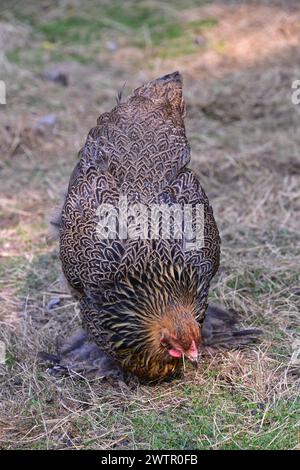 Chicken breed Brahma (Gallus gallus domesticus). Stock Photo