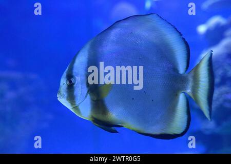 Orbicular Batfish (Platax orbicularis) - Marine fish Stock Photo - Alamy
