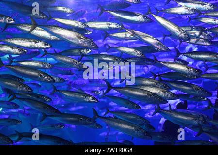 Mackerel (Scomber scombrus) is a marine fish native to northern Atlantic Ocean and Mediterranean Sea. Stock Photo