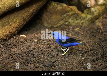 A Purple Honeycreeper walking on the ground Stock Photo