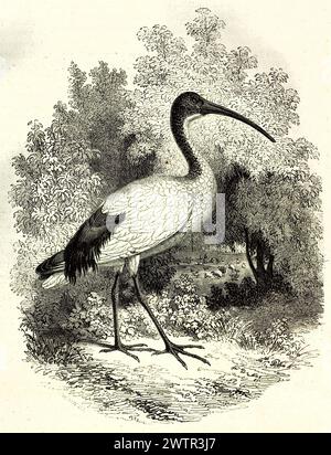 Old illustration of African Sacred Ibis in National Museum of Natural History, Paris. Created by Freeman, published on Magasin Pittoresque, Paris, 185 Stock Photo