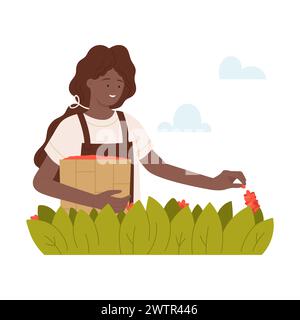 Woman worker harvesting coffee beans. Natural coffee production cartoon vector illustration Stock Vector