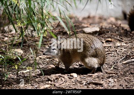 Southern brown Bandicoots are about the size of a rabbit, and have a pointy snout, humped back, thin tail and large hind feet Stock Photo