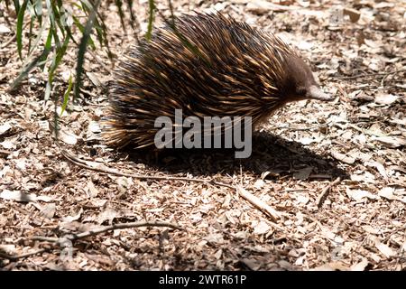 The short nosed echidna has strong-clawed feet and spines on the upper ...