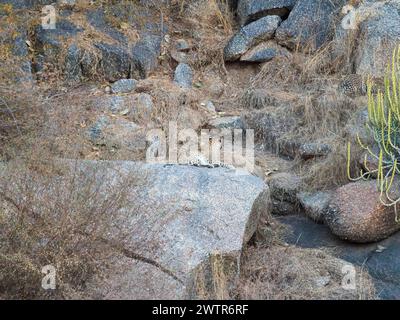 They get hidden so well within the hilly terrain and sparse fauna.   INDIA CAN YOU spot the elusive leopards spotted by a British photographer hiding Stock Photo