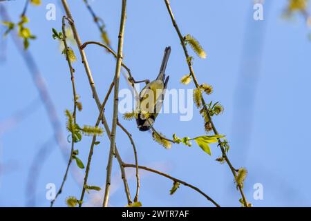 (Parus major) among the branches of a tree in spring. Stock Photo