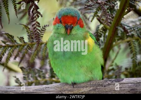 The musk lorikeet is mainly green and it is identified by its red forehead, blue crown and a distinctive yellow band on its wing. Stock Photo