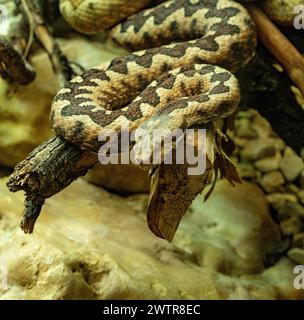 Horned Viper, Long-nosed Viper or Common Sand Adder (Vipera ammodytes) Stock Photo