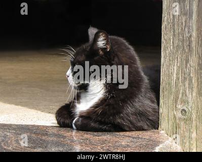 Black and white cat gazing in sunlight next to wooden post Stock Photo