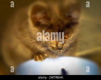 A cat gazes at a big bowl of mice within its cage Stock Photo
