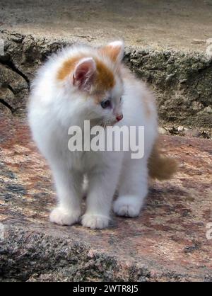 A white kitten basking in the sun on rocky terrain Stock Photo