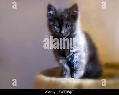 A cute kitten sitting in a pot next to a wall Stock Photo