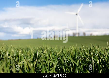 close-up of green grass in a meadow and in the background, out of focus wind turbines for electricity generation. selective focus. Stock Photo