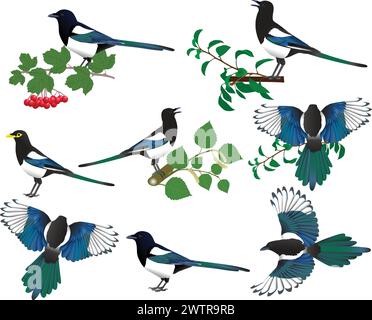 Collection of yellow-billed and black-billed magpies in colour image Stock Vector
